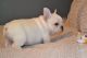 French Bulldog Puppies for sale in Luray, VA 22835, USA. price: $400