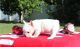 French Bulldog Puppies for sale in Green Bay, WI, USA. price: NA