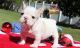 French Bulldog Puppies for sale in Alexandria, VA, USA. price: $300