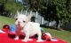 French Bulldog Puppies for sale in Manchester, NH, USA. price: $300