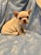 French Bulldog Puppies for sale in Chesterfield, VA 23832, USA. price: $3,500
