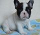 French Bulldog Puppies for sale in Ashburnham, MA, USA. price: NA