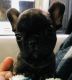 French Bulldog Puppies for sale in Horse Cave, KY 42749, USA. price: $1,600