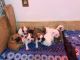 French Bulldog Puppies for sale in Skowhegan, ME 04976, USA. price: $1,200