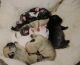 French Bulldog Puppies for sale in Rockford, IL, USA. price: $2,500