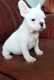 French Bulldog Puppies for sale in St. Louis, MO, USA. price: NA