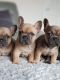 French Bulldog Puppies for sale in Alabama Ave, Brooklyn, NY 11207, USA. price: NA