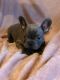 French Bulldog Puppies for sale in NJ-3, Clifton, NJ, USA. price: $500