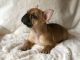 French Bulldog Puppies for sale in Pensacola, FL, USA. price: $3,500