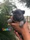 French Bulldog Puppies for sale in Alton, TX 78573, USA. price: $6,000