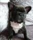 French Bulldog Puppies for sale in Boone, NC, USA. price: NA