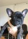 French Bulldog Puppies for sale in Clinton St, New York, NY, USA. price: NA