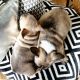 French Bulldog Puppies for sale in 10001 N May Ave, Oklahoma City, OK 73120, USA. price: NA