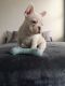 French Bulldog Puppies for sale in Menifee, CA 92587, USA. price: $500