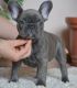 French Bulldog Puppies for sale in Cambridge, MA 02141, USA. price: $600
