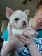 French Bulldog Puppies for sale in Rocky Mount, NC, USA. price: NA