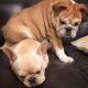 French Bulldog Puppies for sale in Aurora Ave N, Seattle, WA, USA. price: NA