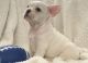 French Bulldog Puppies for sale in Lowell, MA 01852, USA. price: $500
