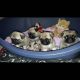 French Bulldog Puppies for sale in Richmond, CA 94807, USA. price: $500