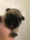 French Bulldog Puppies for sale in Valley View Blvd NW, Roanoke, VA, USA. price: $300