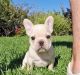 French Bulldog Puppies for sale in Pompano Beach, FL, USA. price: $1,800
