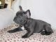 French Bulldog Puppies for sale in Fresno, CA 93717, USA. price: NA