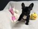 French Bulldog Puppies for sale in NC-54, 9, Thompson, NC, USA. price: NA