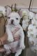 French Bulldog Puppies for sale in U US-46, Dover, NJ 07801, USA. price: NA