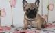 French Bulldog Puppies for sale in North Providence, RI 02908, USA. price: NA