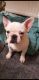 French Bulldog Puppies for sale in Valley View Blvd NW, Roanoke, VA, USA. price: NA