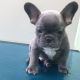 French Bulldog Puppies for sale in Fresno, CA 93720, USA. price: $500