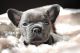 French Bulldog Puppies for sale in Utah Ave S, Seattle, WA, USA. price: NA