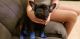 French Bulldog Puppies for sale in Cape Coral, FL, USA. price: $2,900