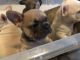 French Bulldog Puppies for sale in NJ-17, North Arlington, NJ, USA. price: NA