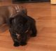 French Bulldog Puppies for sale in Redding, CA, USA. price: $500