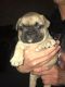 French Bulldog Puppies for sale in NJ-17, North Arlington, NJ, USA. price: NA