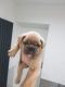 French Bulldog Puppies for sale in Valley View Blvd NW, Roanoke, VA, USA. price: $400
