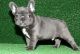 French Bulldog Puppies for sale in East Kingston, NH, USA. price: $500