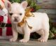 French Bulldog Puppies for sale in Bar Mills, Buxton, ME, USA. price: NA