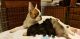 French Bulldog Puppies for sale in Cape Coral, FL, USA. price: $3,000