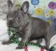French Bulldog Puppies for sale in Hartford, CT 06104, USA. price: NA