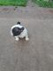 French Bulldog Puppies for sale in Tomball, TX, USA. price: $1,800