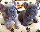 French Bulldog Puppies for sale in Santa Cruz, CA, USA. price: $500