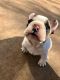 French Bulldog Puppies for sale in Tomball, TX, USA. price: $1,900
