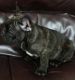 French Bulldog Puppies for sale in Bloomington, IN, USA. price: NA