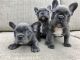 French Bulldog Puppies for sale in Sacramento St, Los Angeles, CA 90021, USA. price: NA