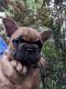 French Bulldog Puppies for sale in Flemington, FL 32686, USA. price: NA