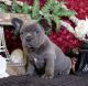 French Bulldog Puppies for sale in Harrisburg, PA, USA. price: NA