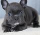 French Bulldog Puppies for sale in Sterling, OH 44276, USA. price: $400