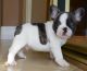 French Bulldog Puppies for sale in Bowling Green, KY, USA. price: $600